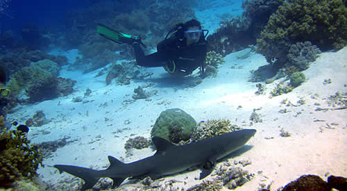 scuba diving in moalboal